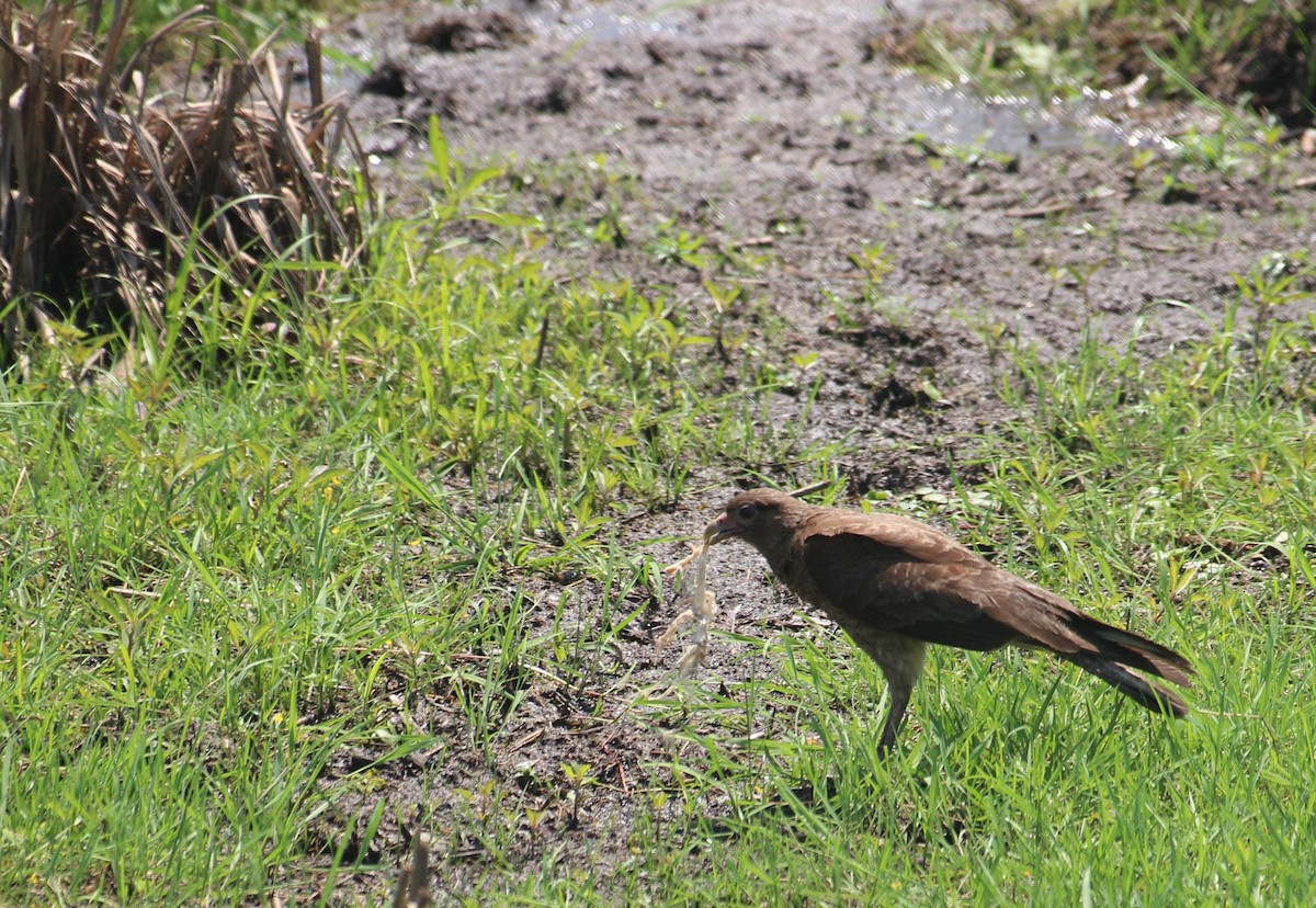 Yellow-headed Caracara - ML646727049