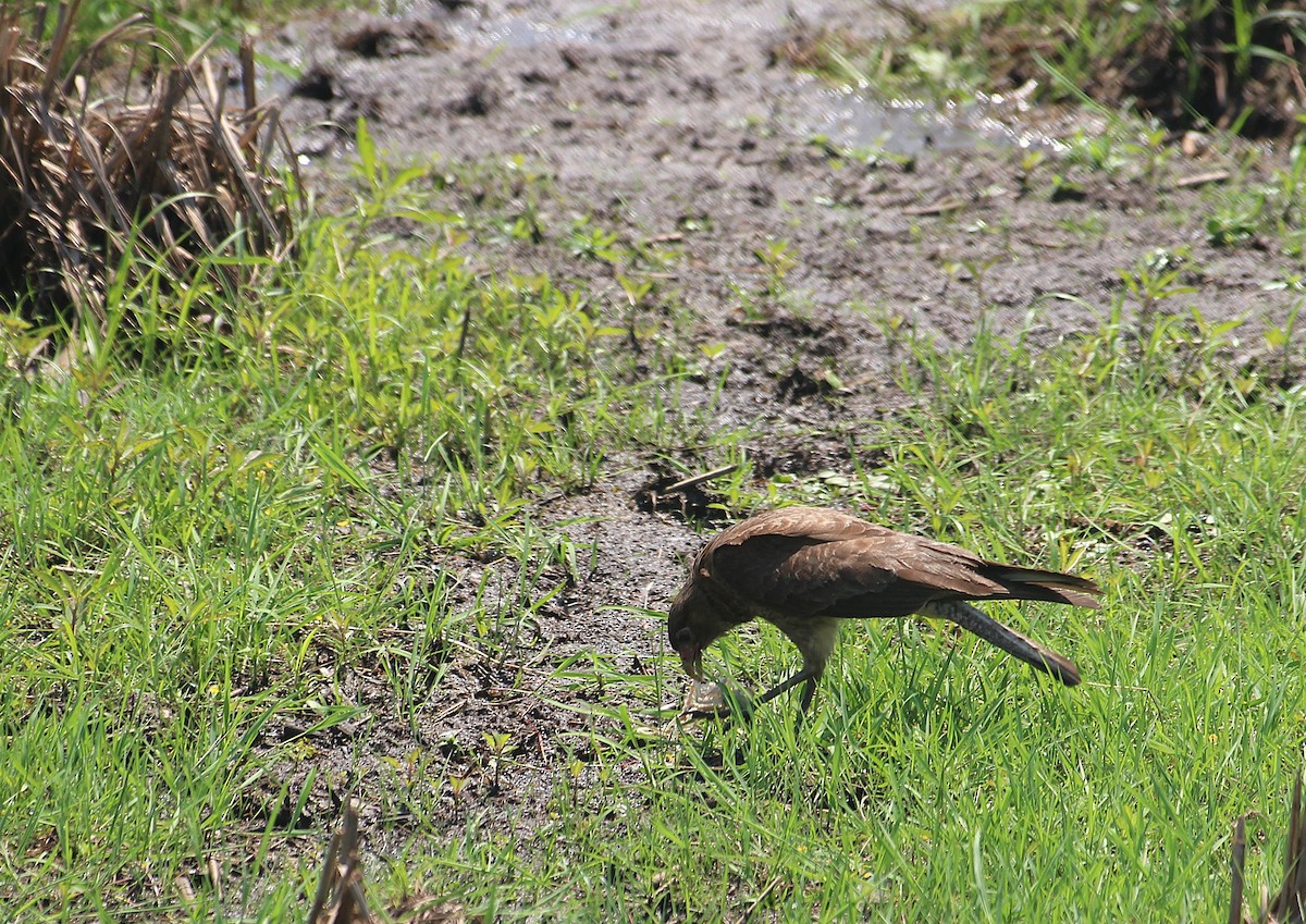 Yellow-headed Caracara - ML646727050