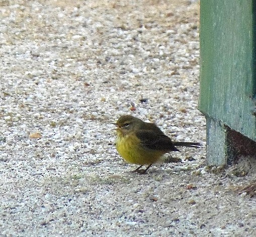 Palm Warbler (Yellow) - ML646727051