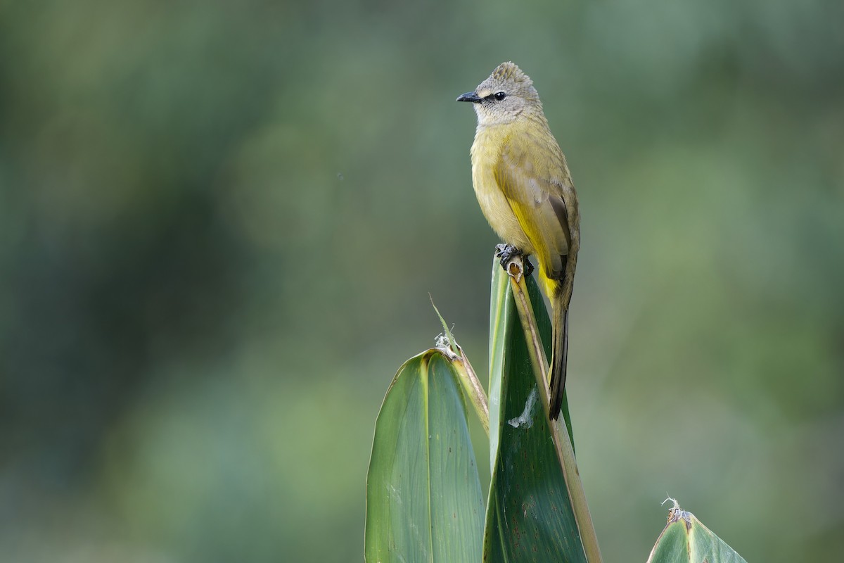 Grauohrbülbül - ML646727057