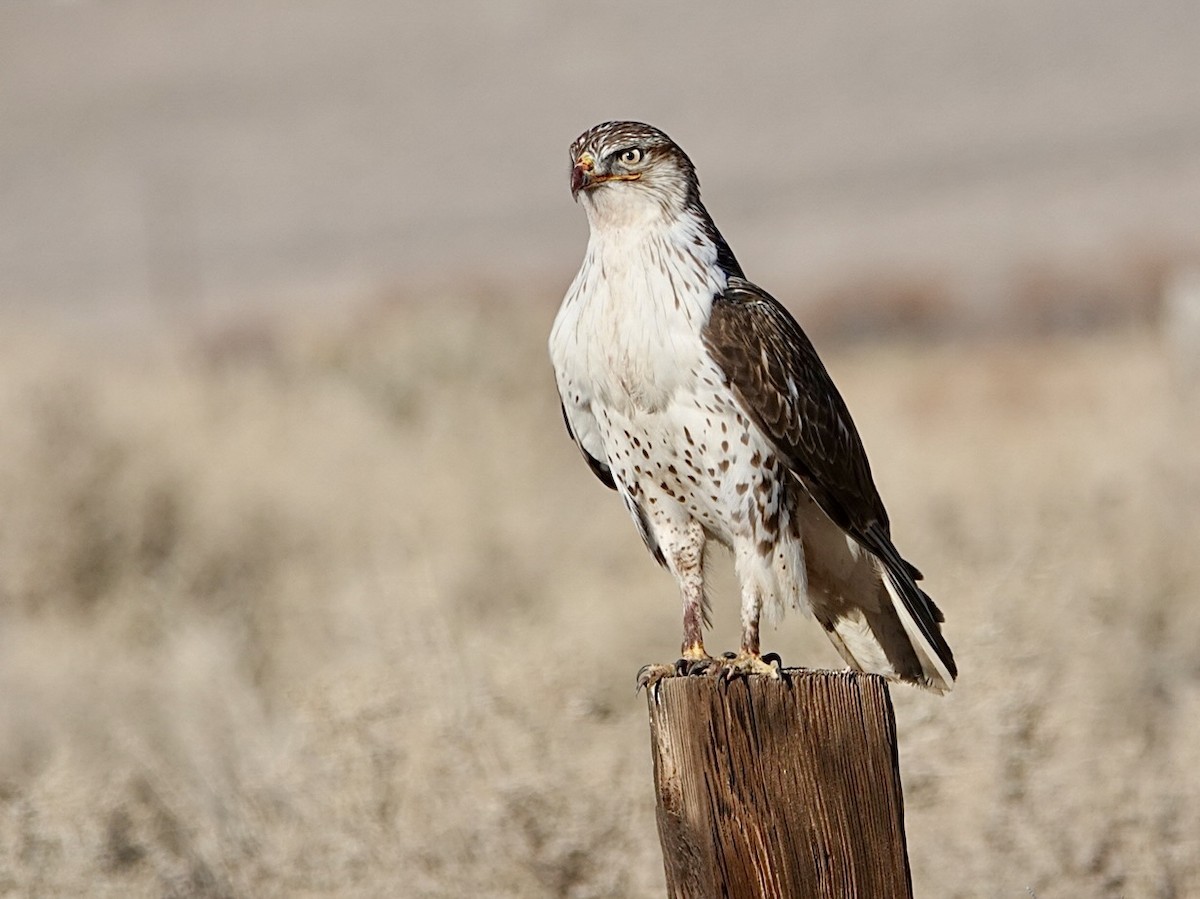 Buse rouilleuse - ML646727059