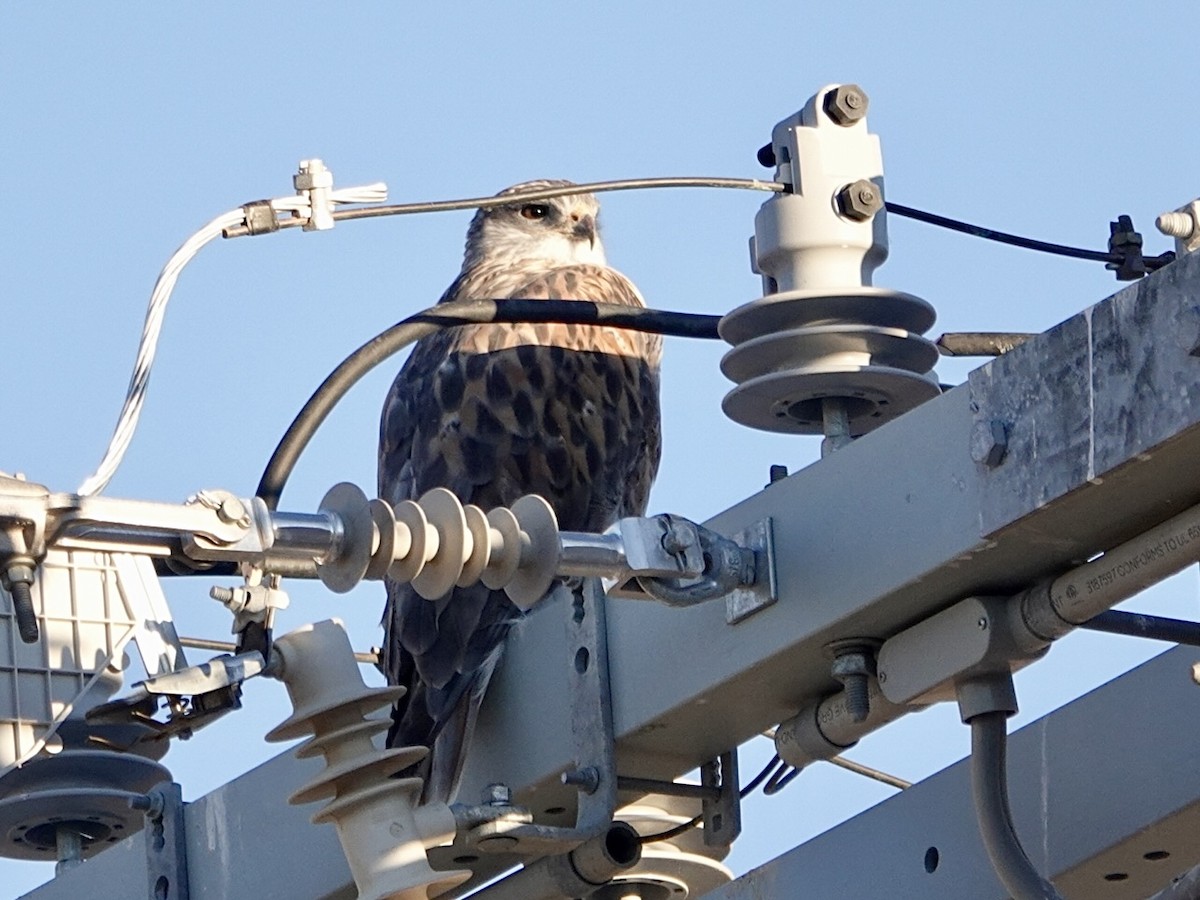 Buse rouilleuse - ML646727060