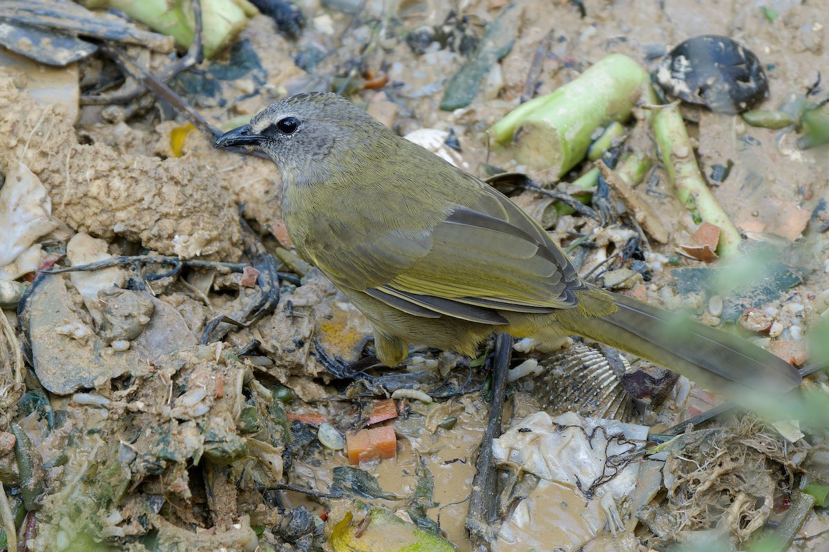 Grauohrbülbül - ML646727061