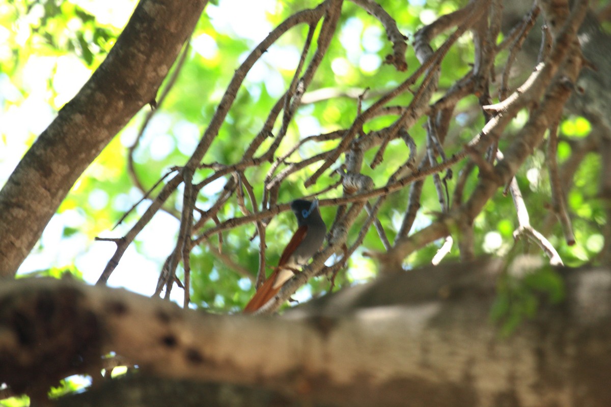 lejskovec africký - ML646727062