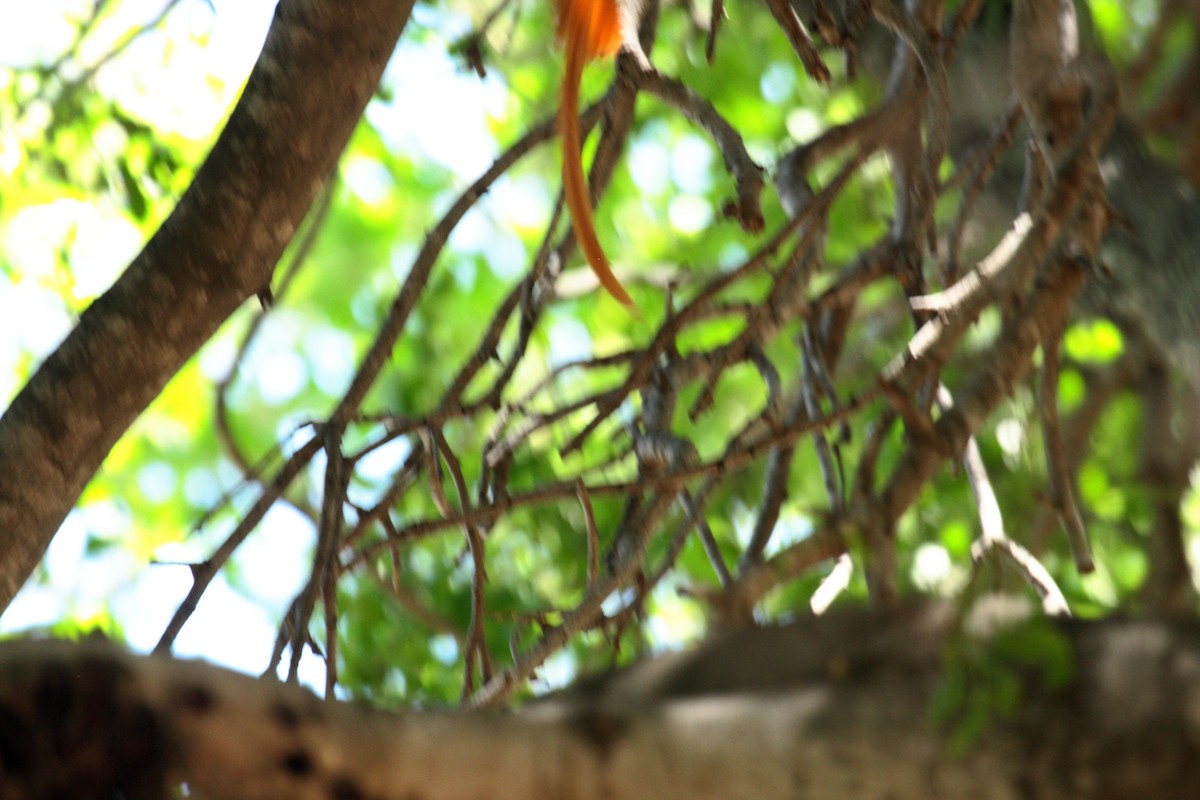 lejskovec africký - ML646727063