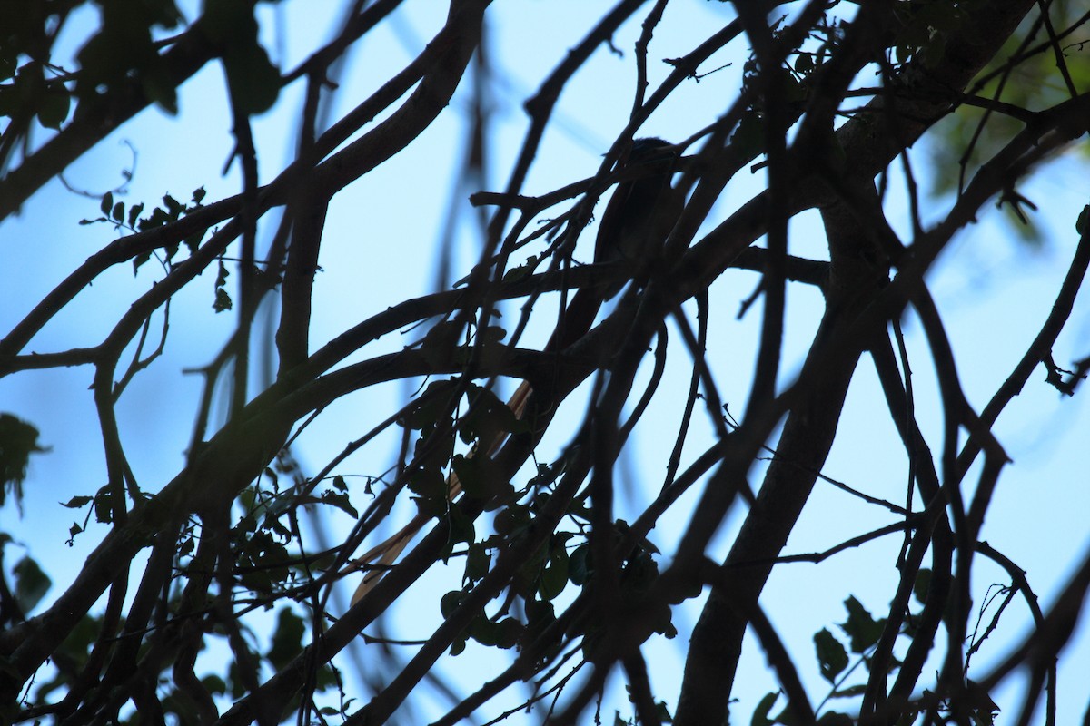 lejskovec africký - ML646727064