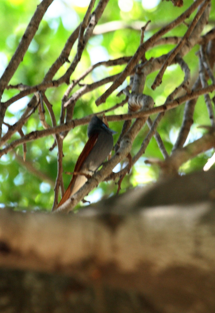 lejskovec africký - ML646727065