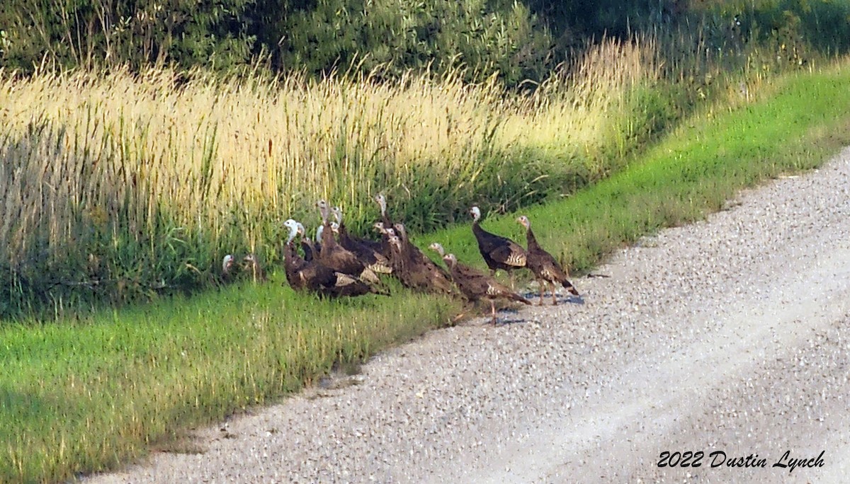 火雞 - ML646727066