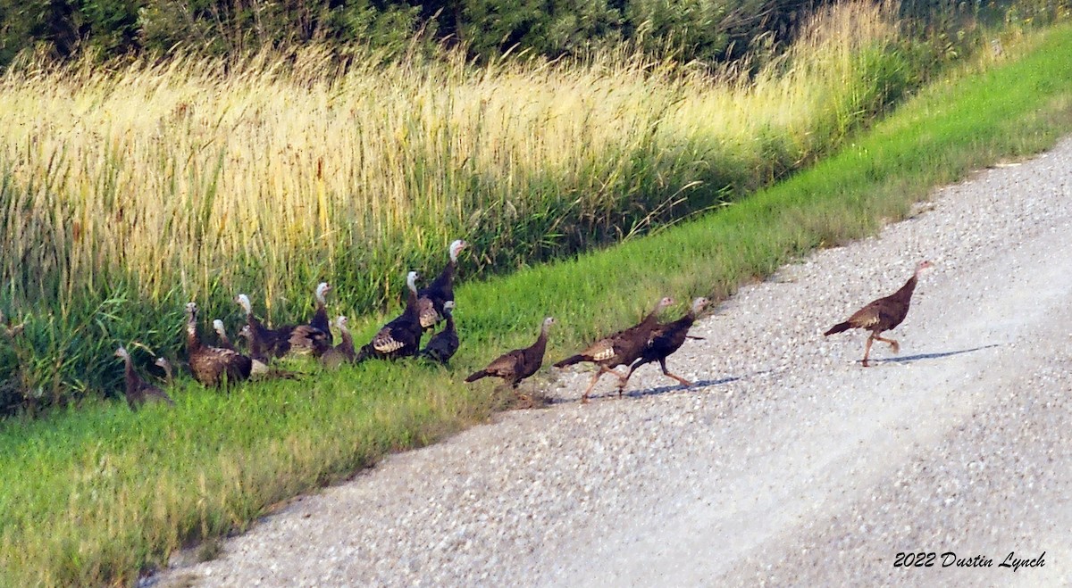 火雞 - ML646727067