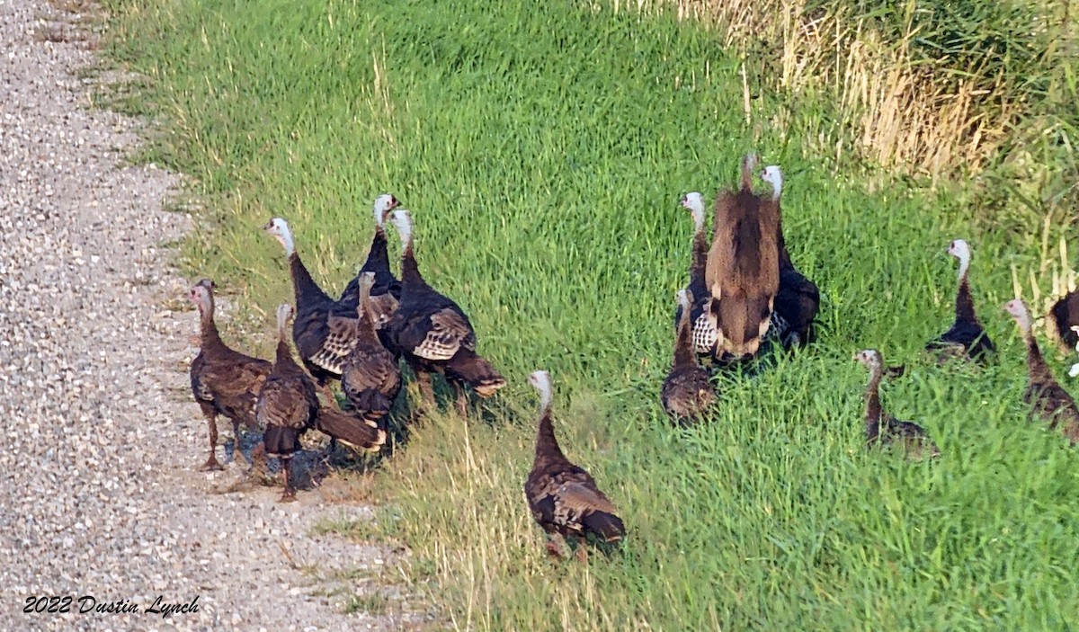 火雞 - ML646727068