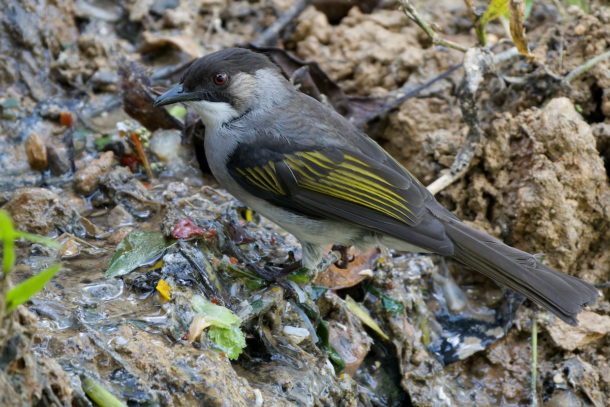 Aschbülbül [flavala-Gruppe] - ML646727069