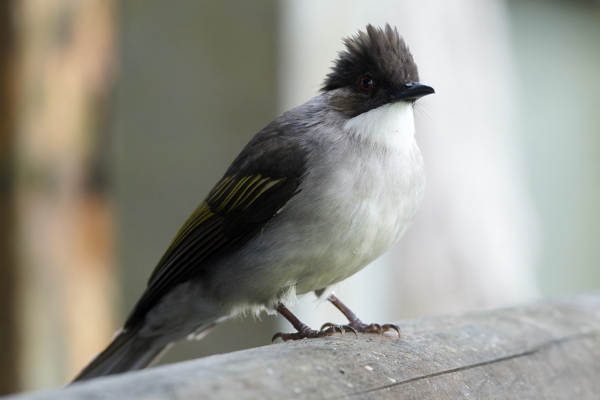 Aschbülbül [flavala-Gruppe] - ML646727070