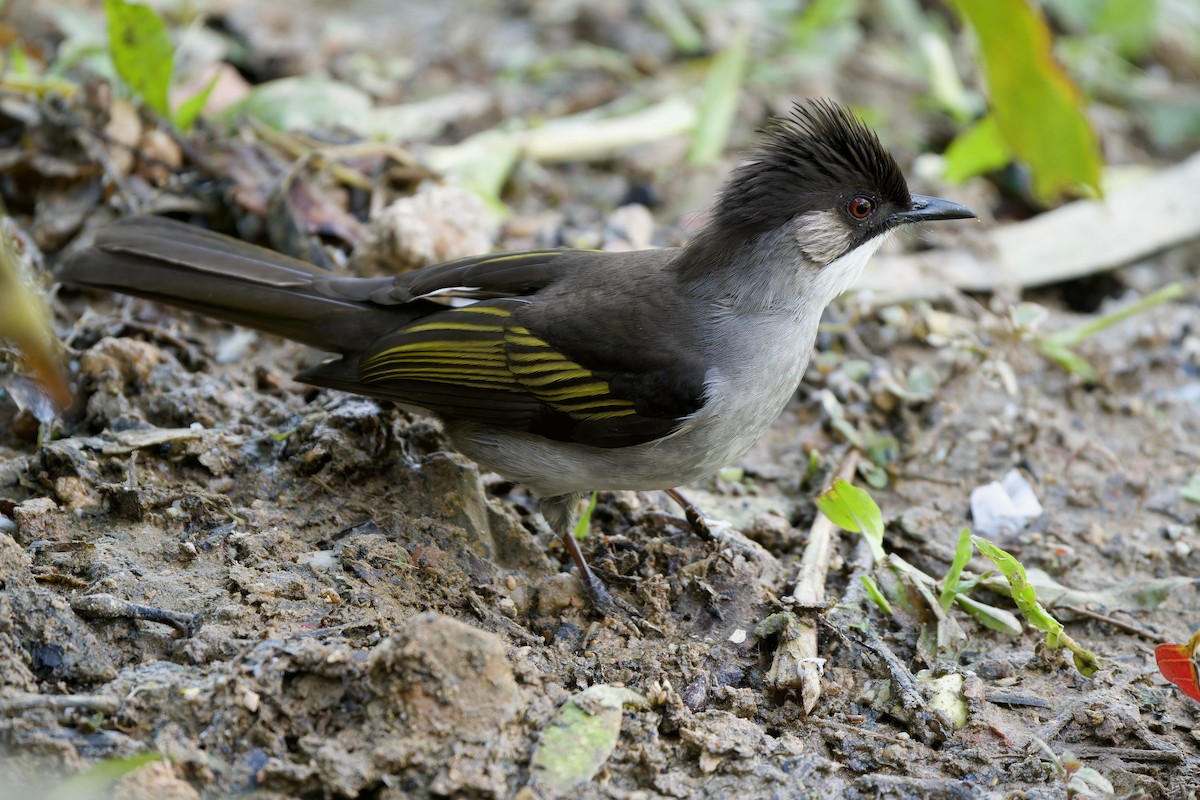 Aschbülbül [flavala-Gruppe] - ML646727071