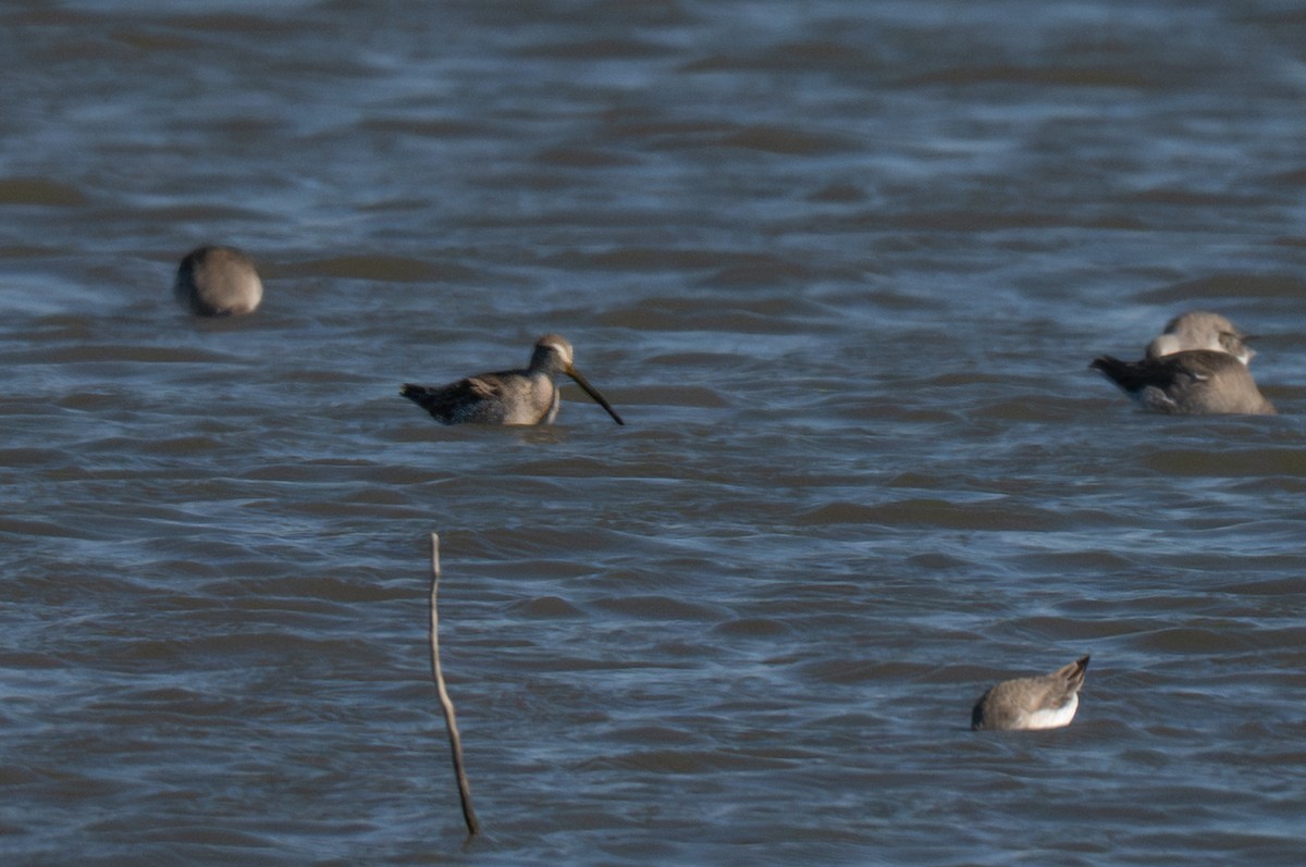 Побережник довгоногий - ML646727072