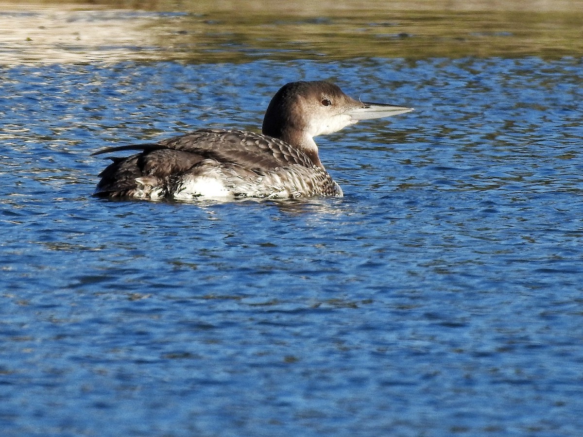 potáplice lední - ML646727074