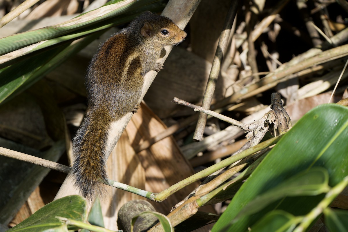 Berdmore-Palmenhörnchen - ML646727075