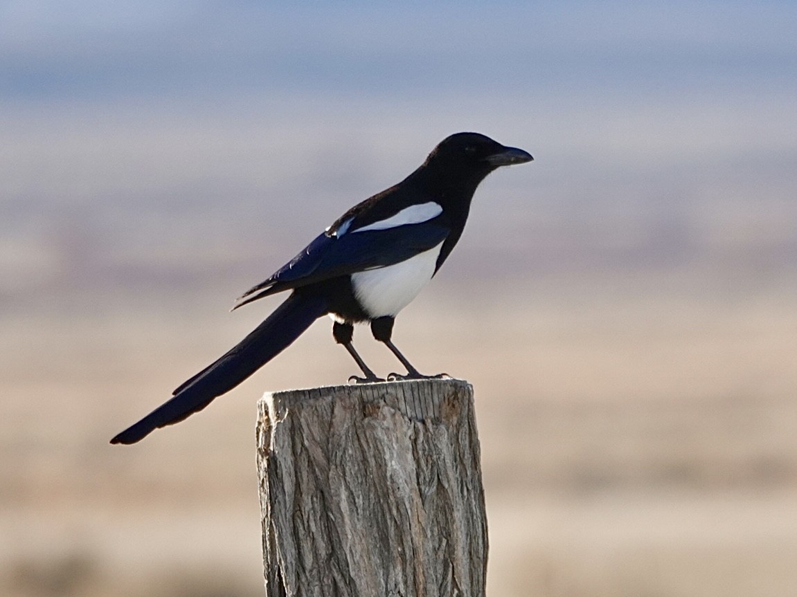 Pie d'Amérique - ML646727079