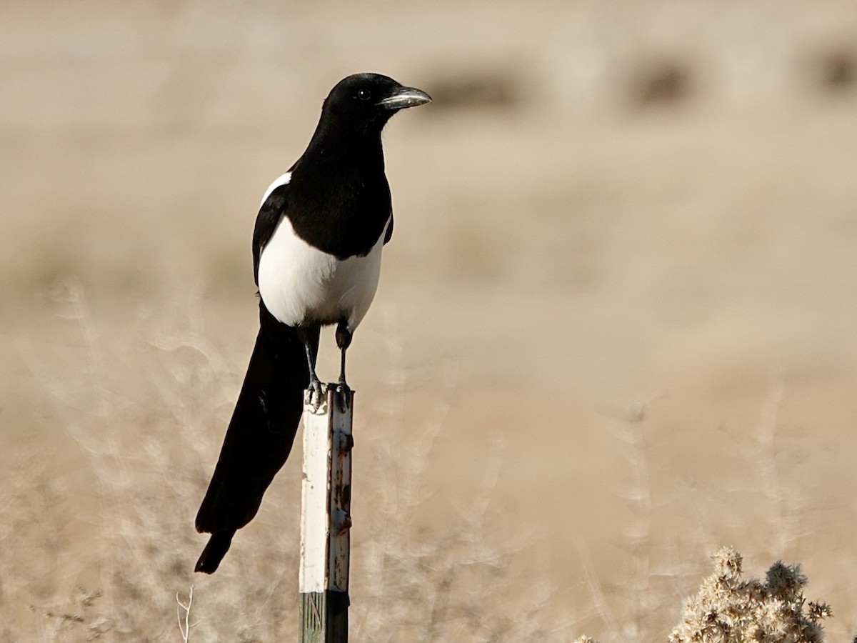 Pie d'Amérique - ML646727080