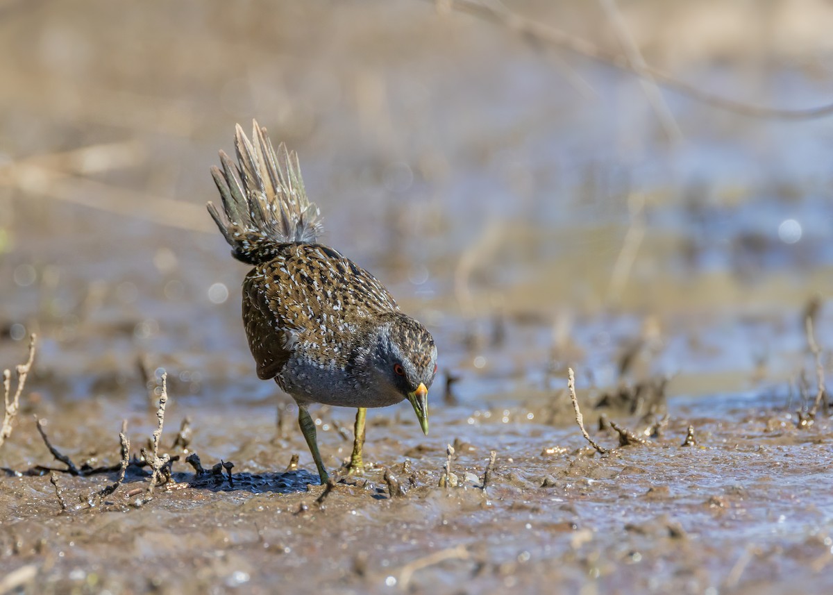 Australian Crake - ML646727081