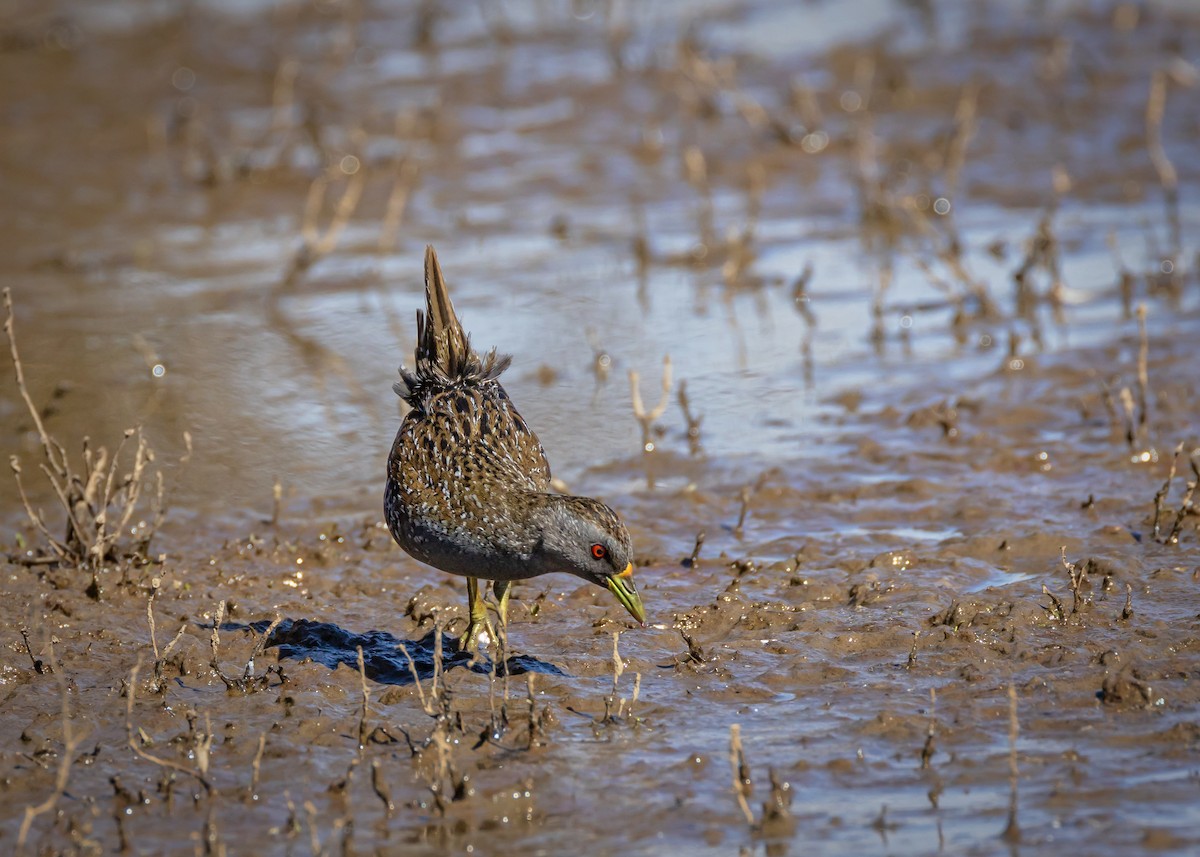 Australian Crake - ML646727082