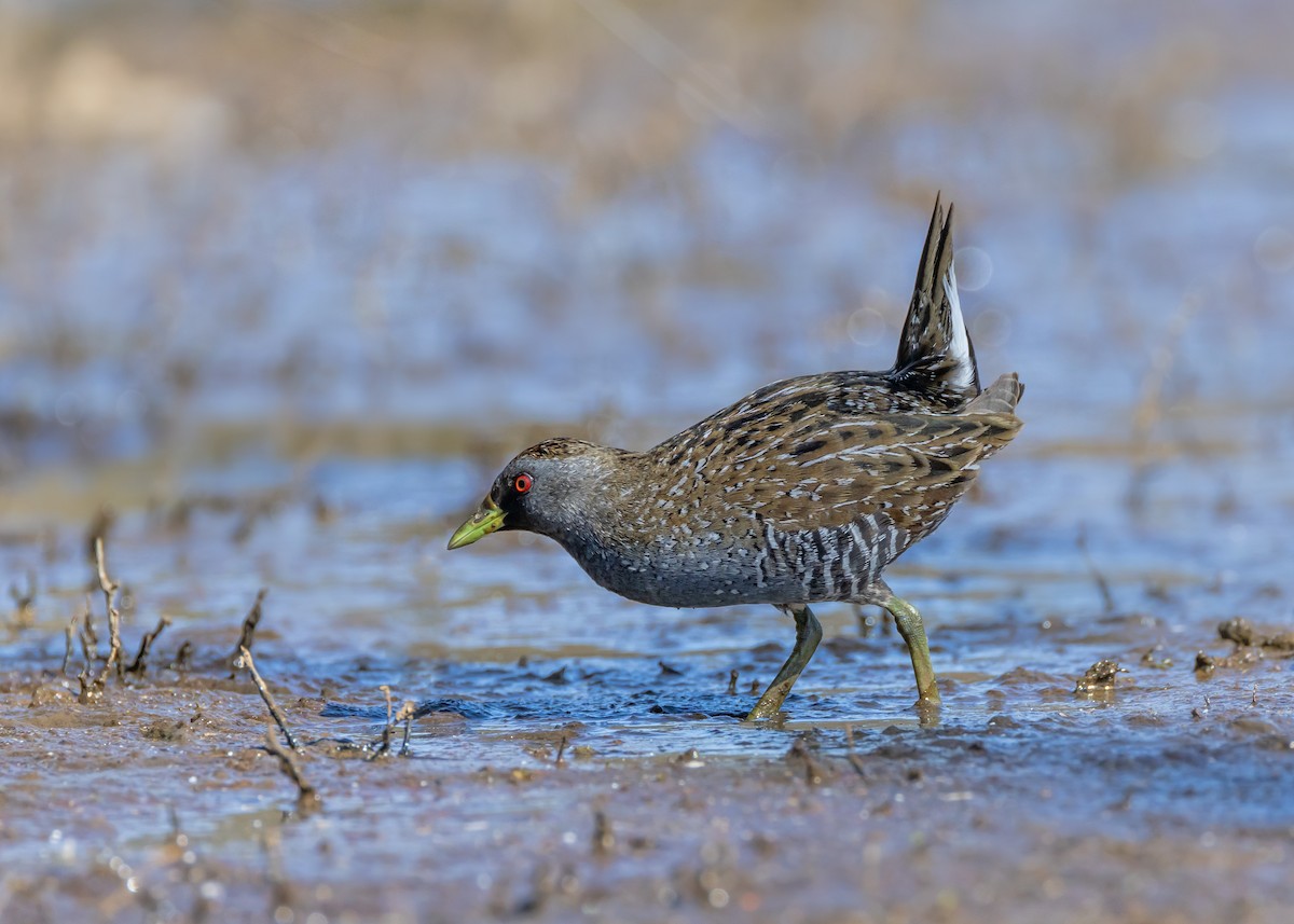 Australian Crake - ML646727084