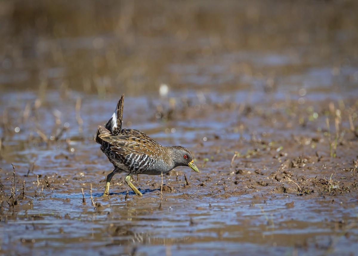 Australian Crake - ML646727085