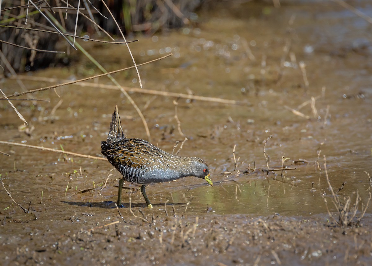 Australian Crake - ML646727086