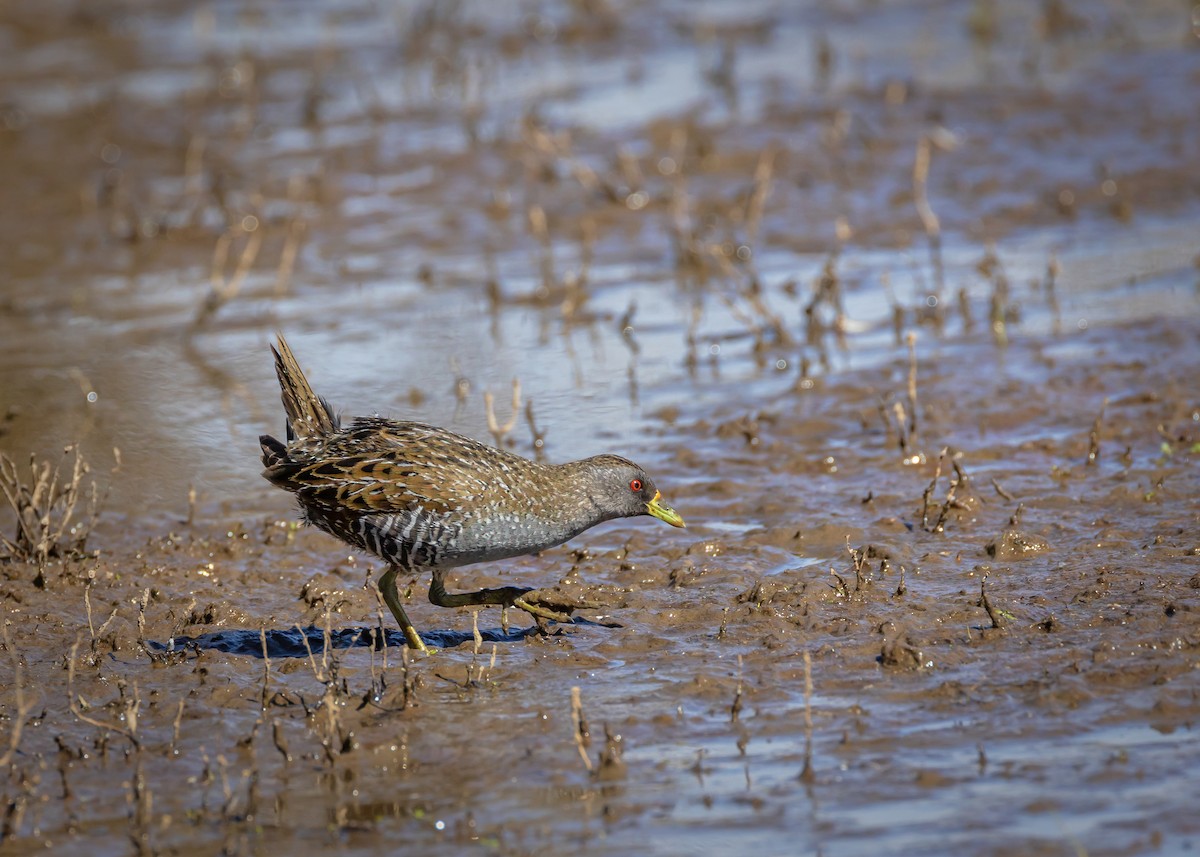 Australian Crake - ML646727087