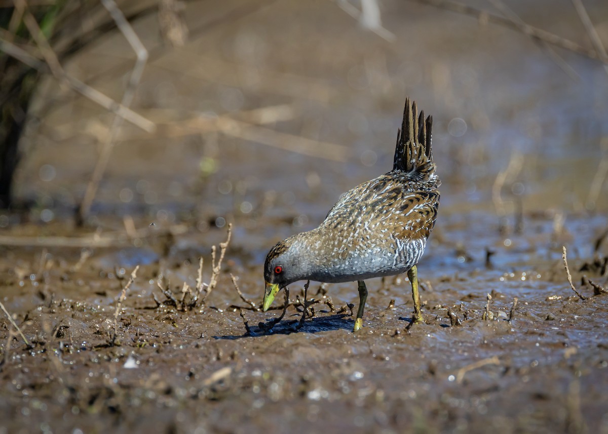 Australian Crake - ML646727088