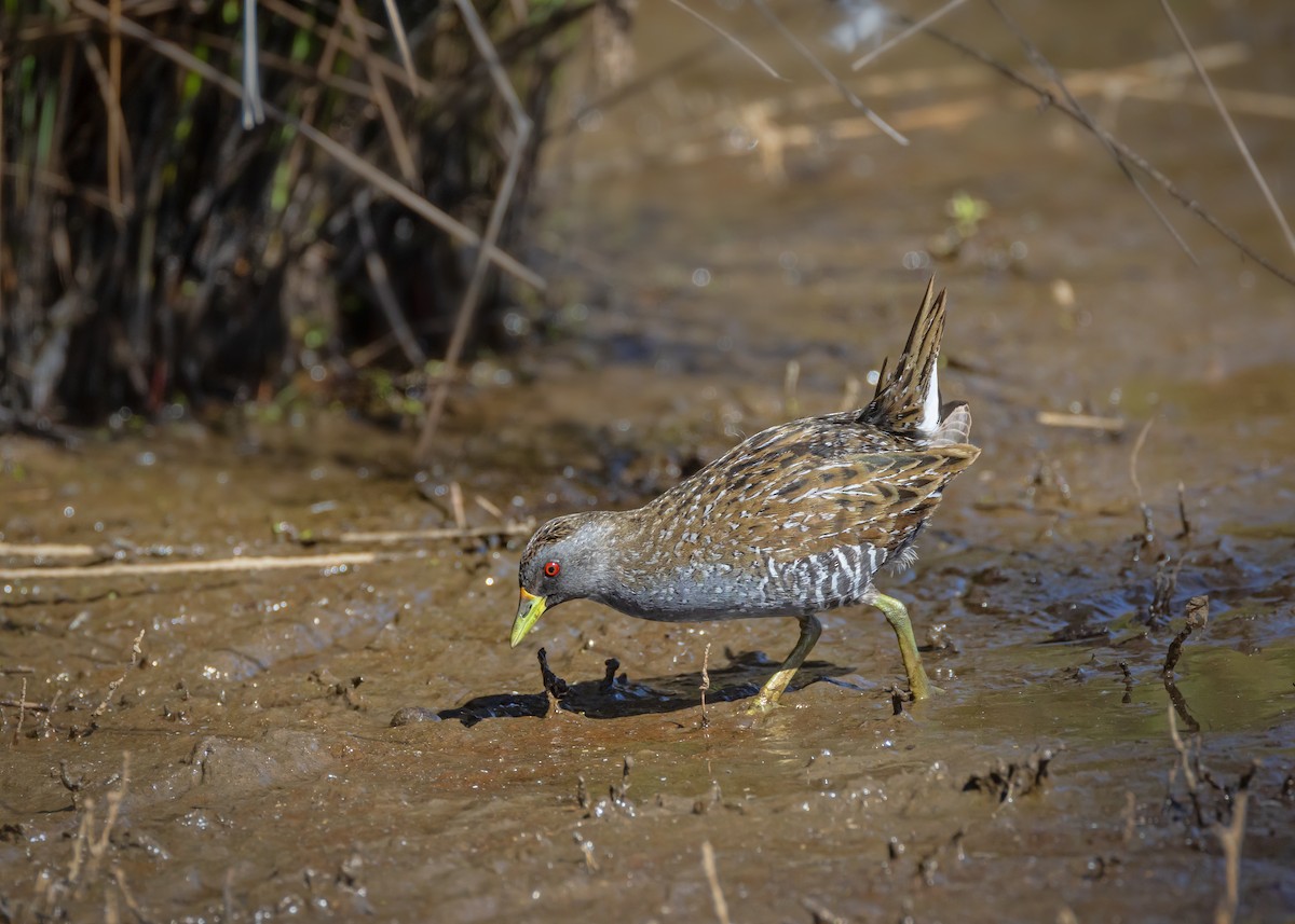 Australian Crake - ML646727089