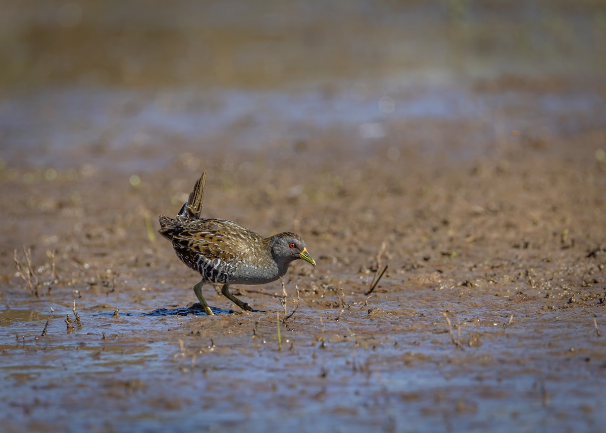 Australian Crake - ML646727090