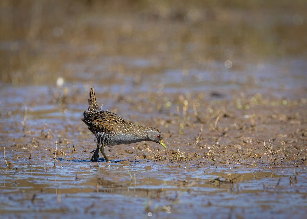 Australian Crake - ML646727091