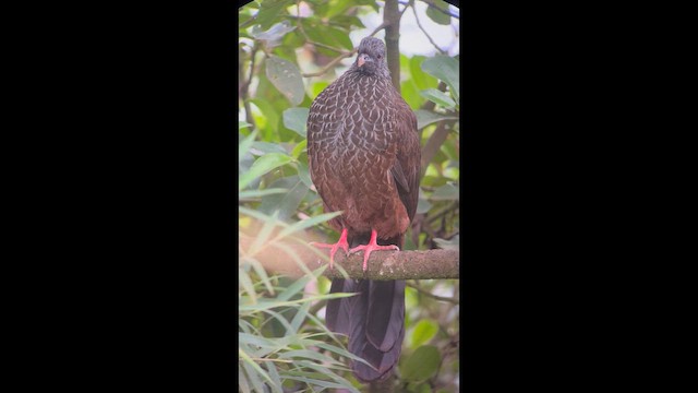 Andean Guan - ML646727096