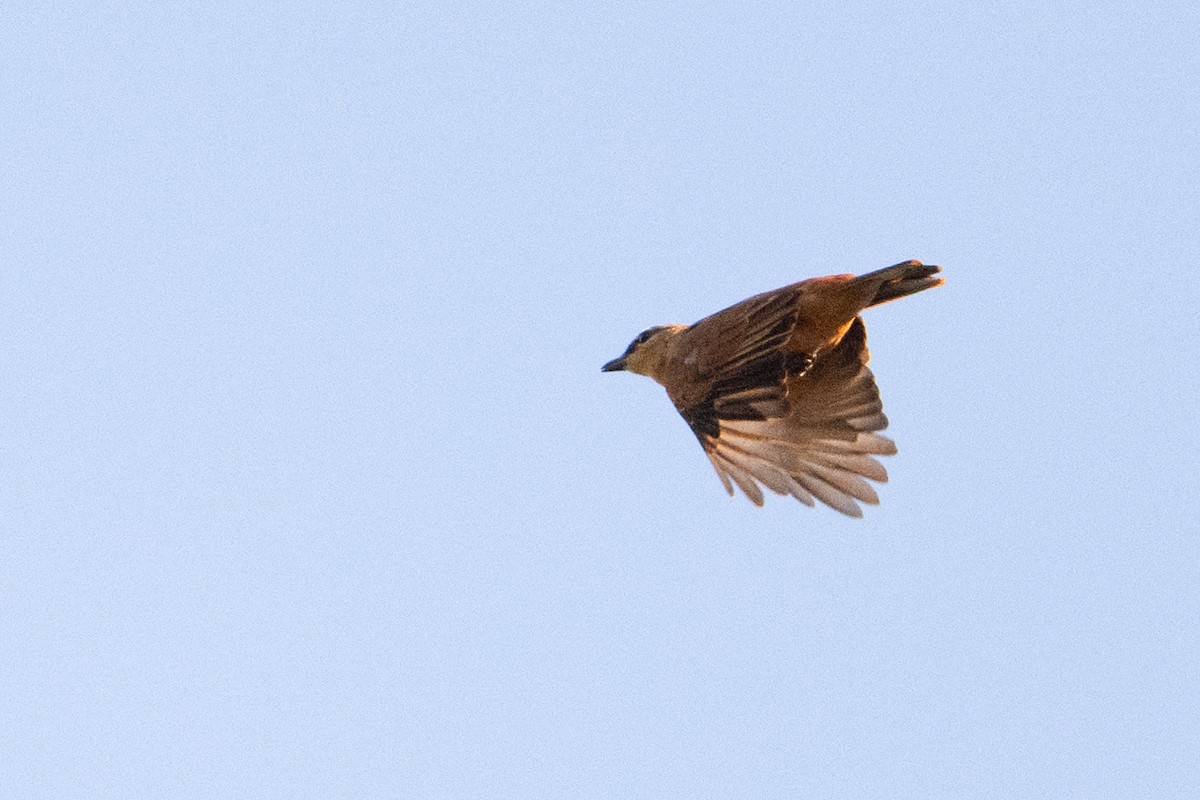 Black Cicadabird - ML646727097