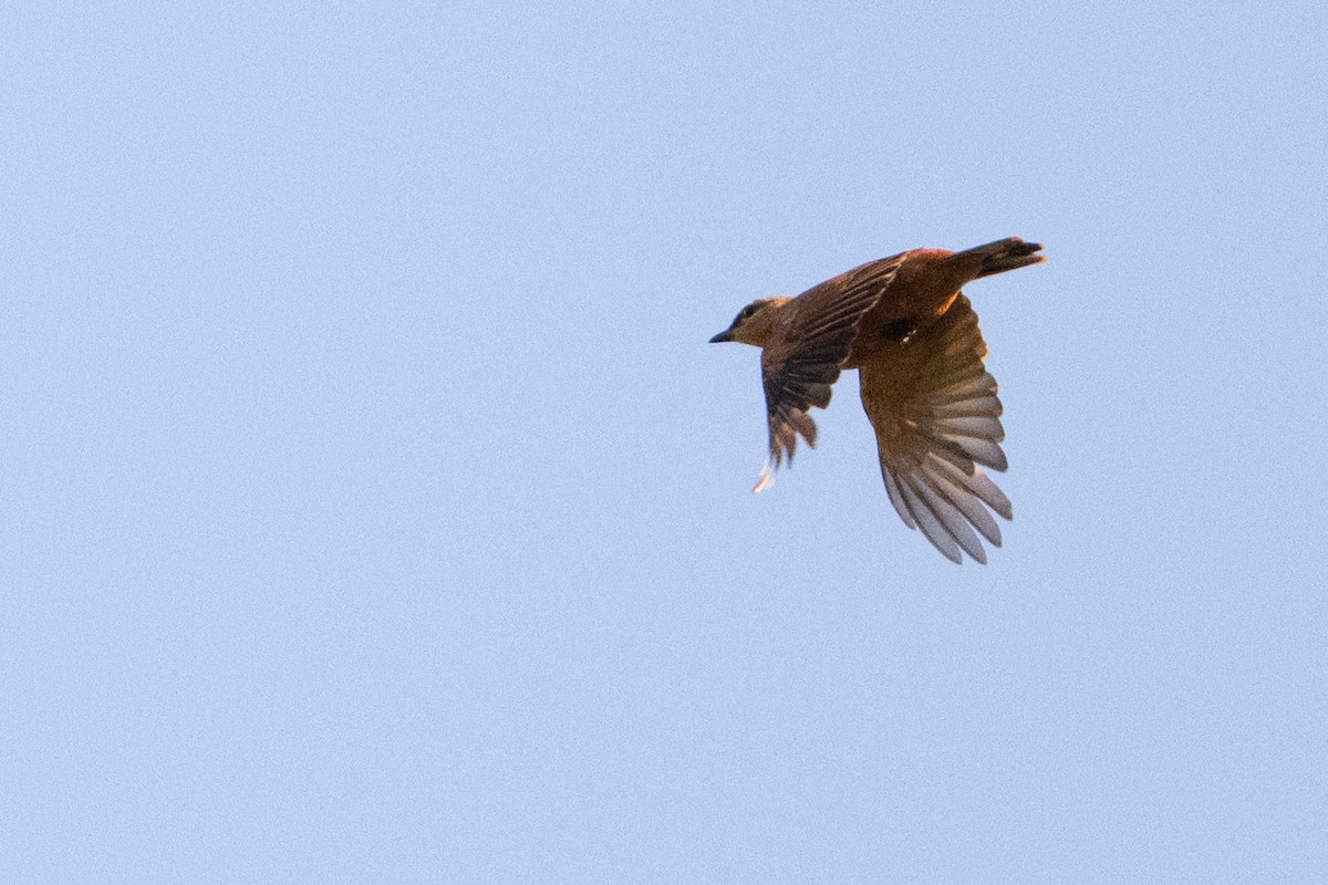 Black Cicadabird - ML646727099