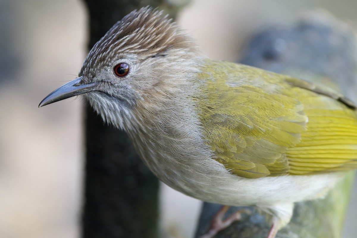 Grünflügelbülbül - ML646727112