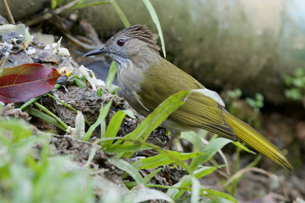 Grünflügelbülbül - ML646727113