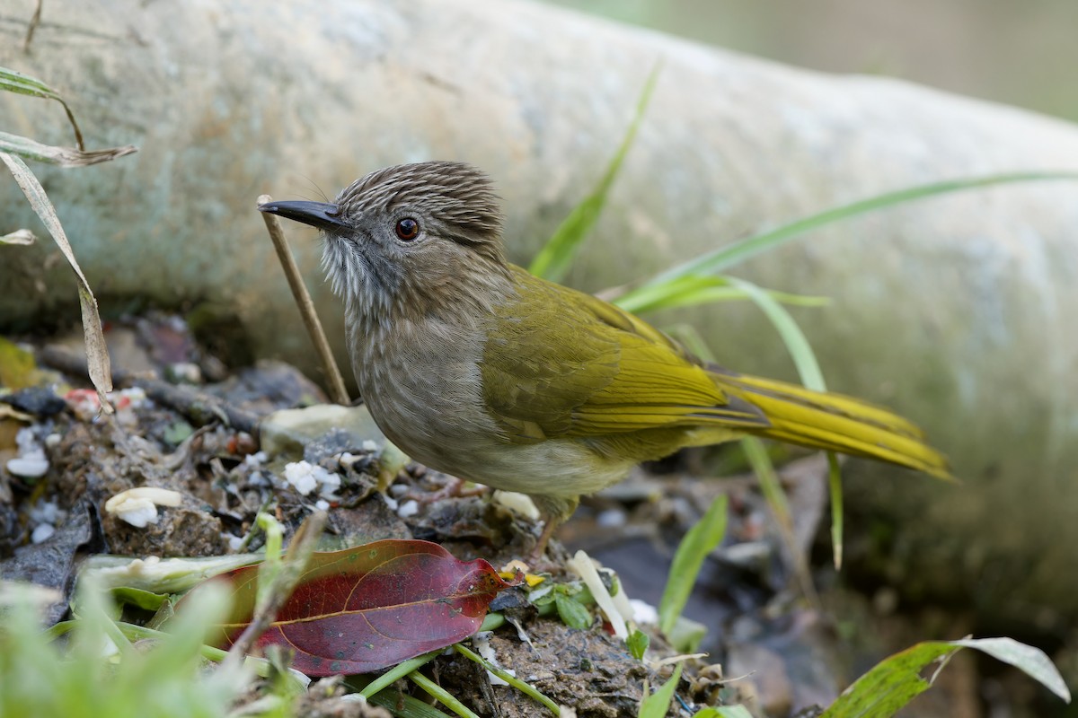 Grünflügelbülbül - ML646727114