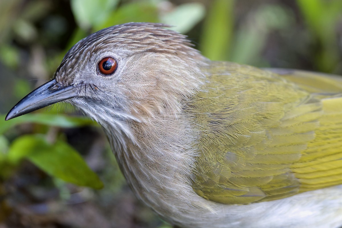 Grünflügelbülbül - ML646727115