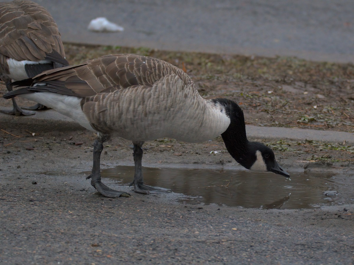 Canada Goose - ML646727121