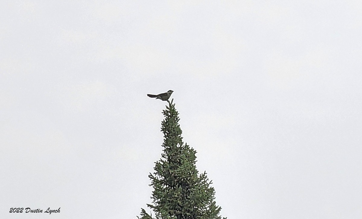 Arrendajo Canadiense - ML646727124