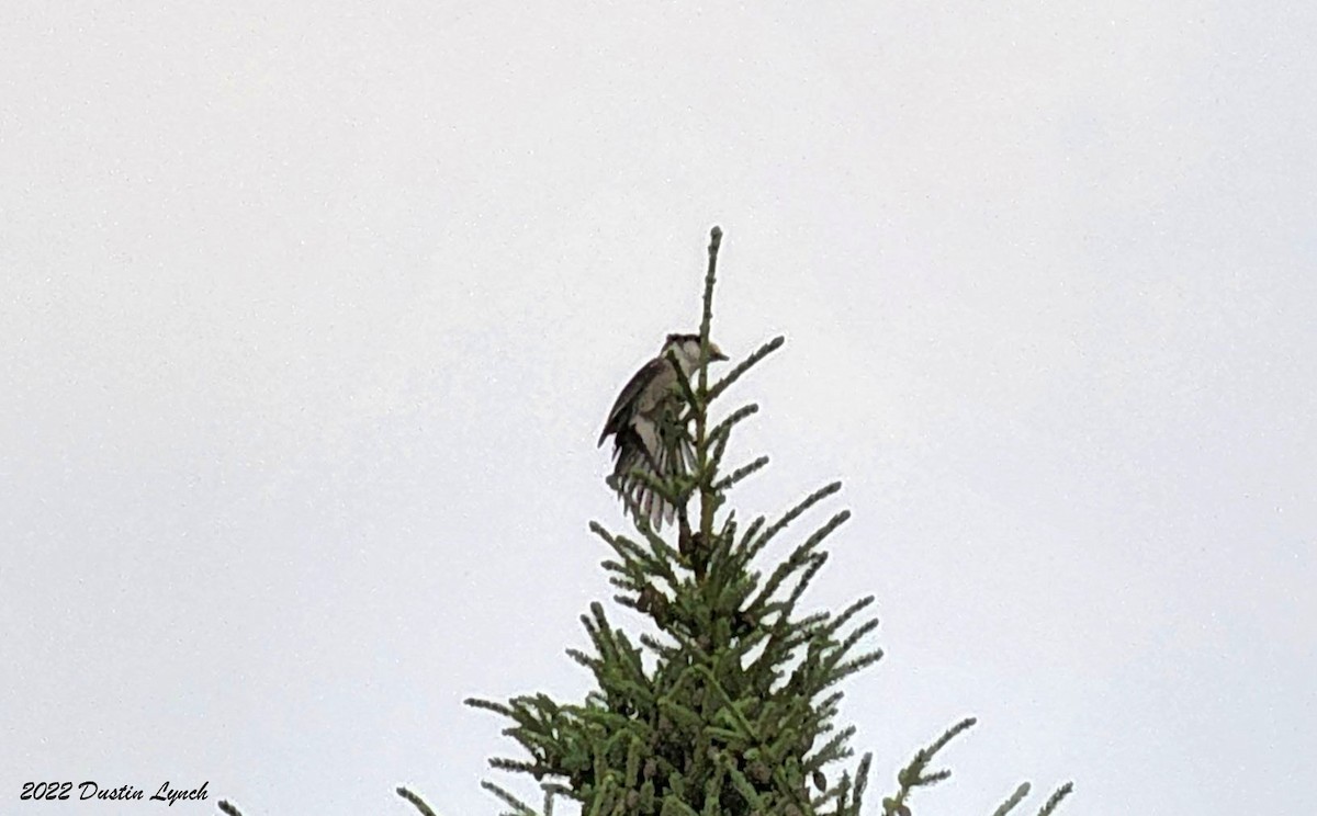 Arrendajo Canadiense - ML646727125