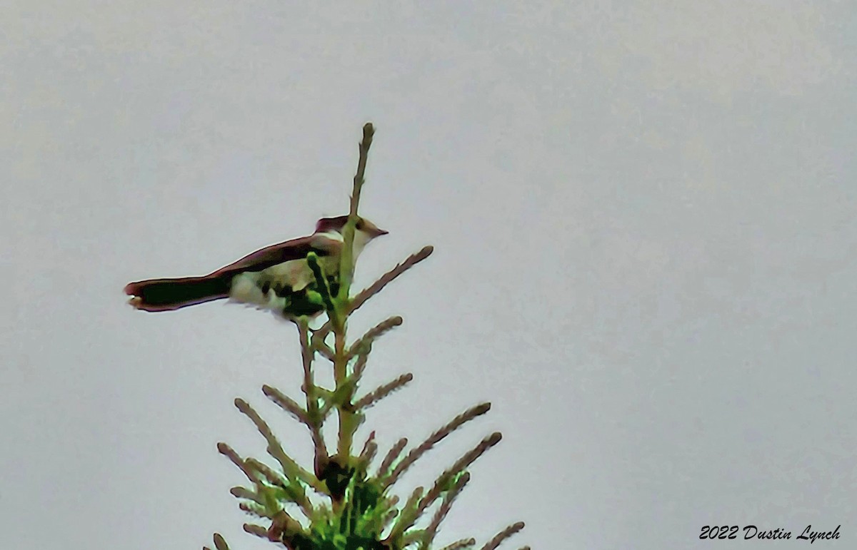 Arrendajo Canadiense - ML646727126