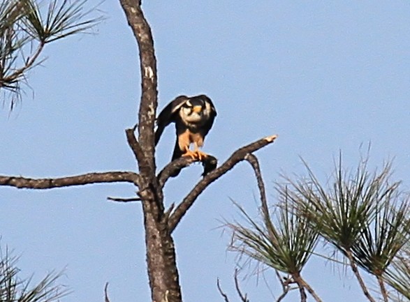 オナガハヤブサ - ML646727127