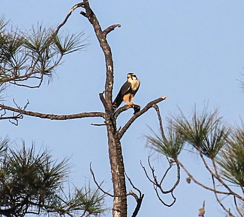 オナガハヤブサ - ML646727128