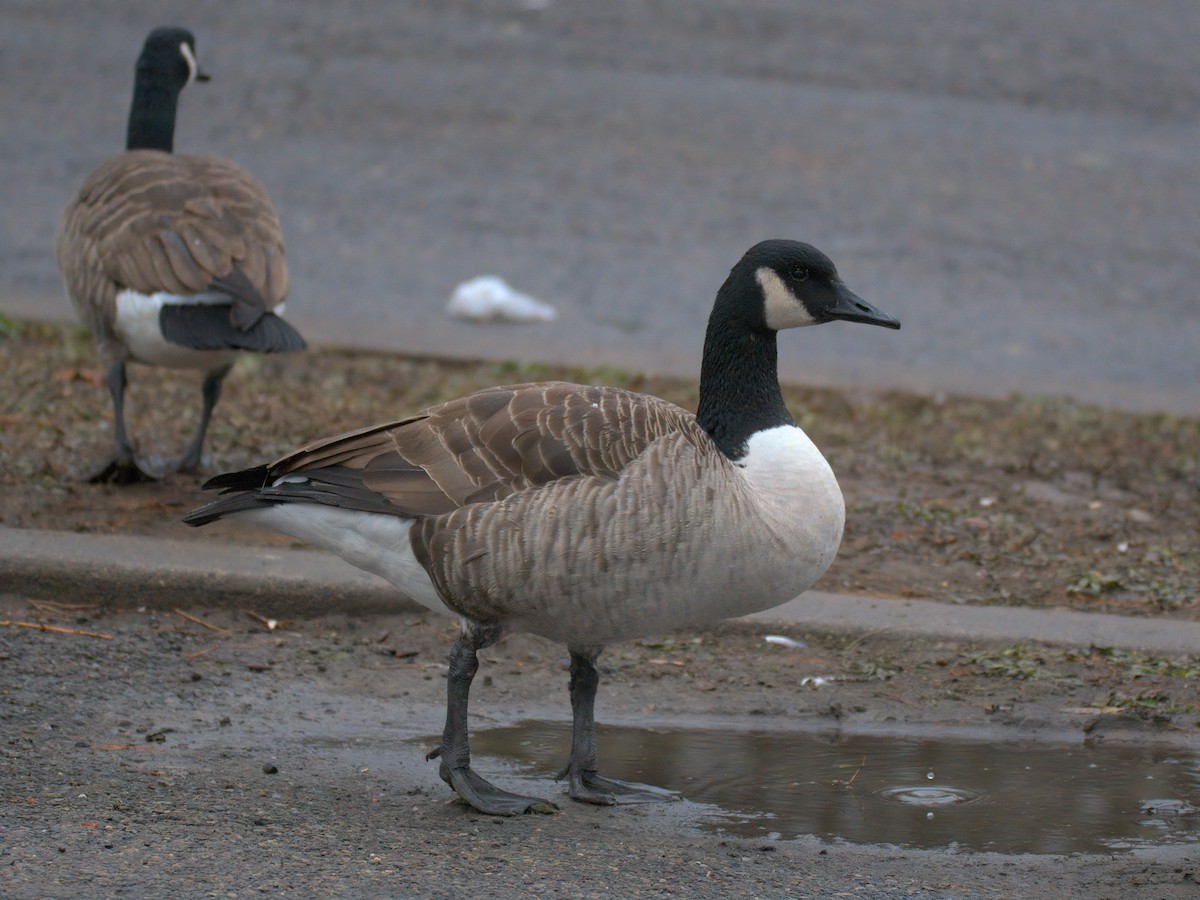 Canada Goose - ML646727129