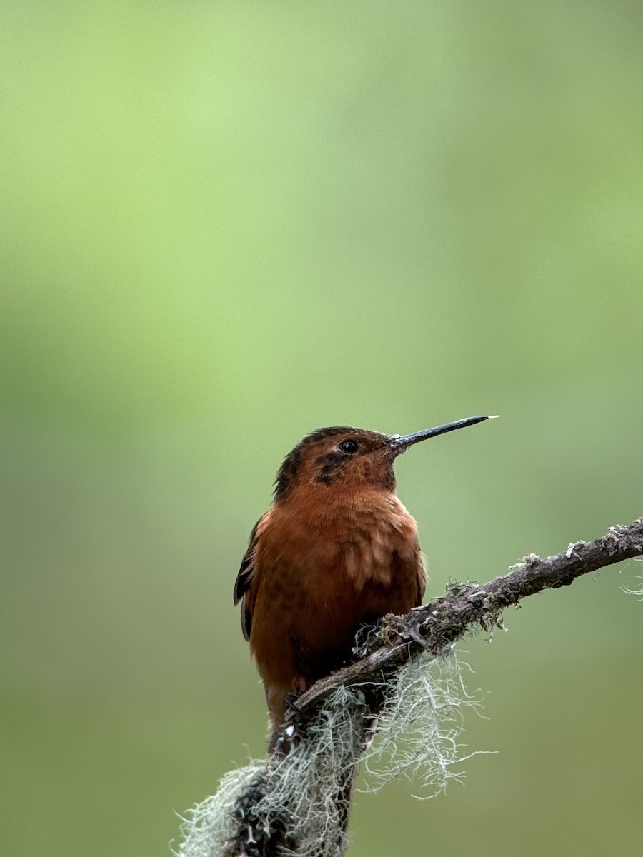 Shining Sunbeam - ML646727130