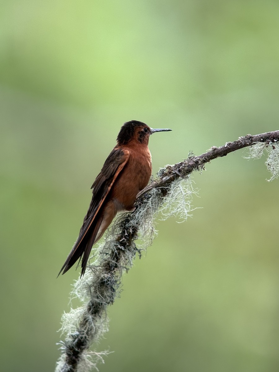 Shining Sunbeam - ML646727131