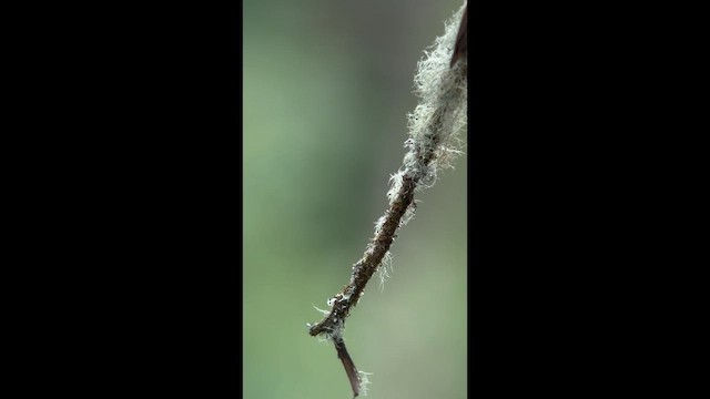 Shining Sunbeam - ML646727132