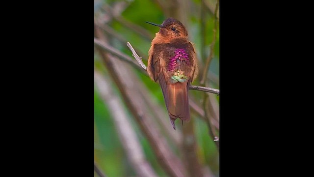 Shining Sunbeam - ML646727133